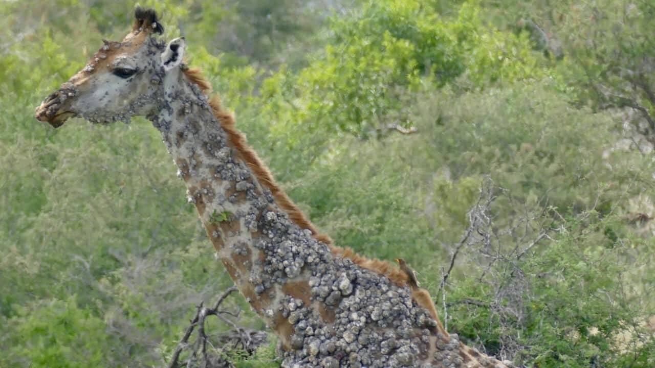 South Africa, Kruger National Park, Lumpy Skin Diseased in Giraff (Photo by Education Images-Universal Images Group via Getty Images).jpg