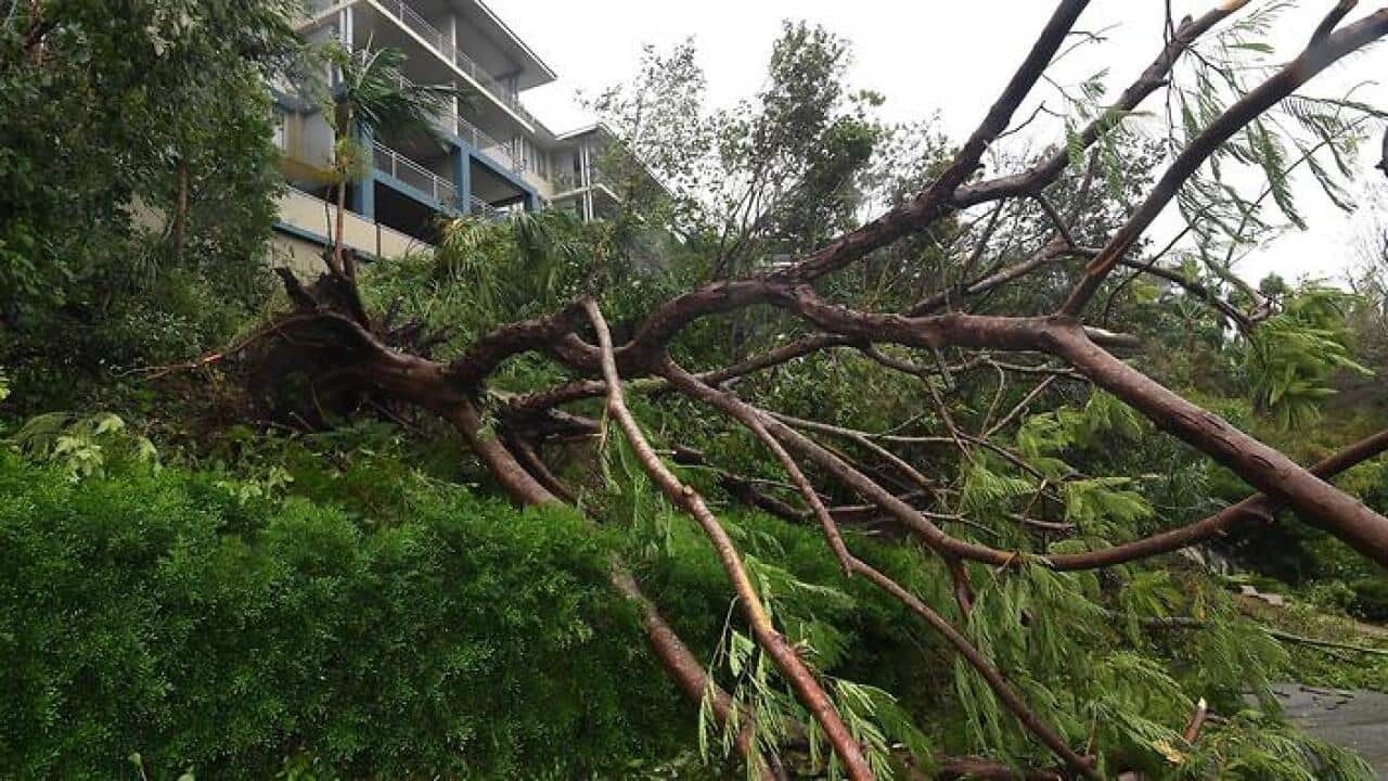 A palm tree is fallen at Airlie Beach, Tuesday, March 28, 2017. Cyclone Debbie is expected to hit the far north Queensland coastline as a category 4 cyclone this afternoon. (AAP Image/Dan Peled) NO ARCHIVING
