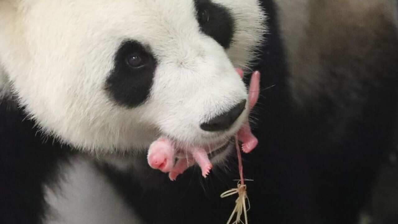 Panda