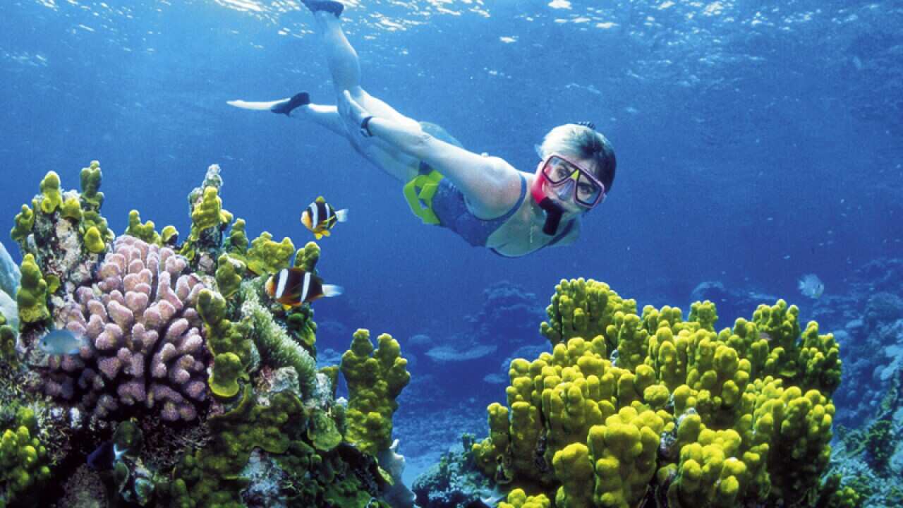 A woman snorkels on the Great Barrier Reef
