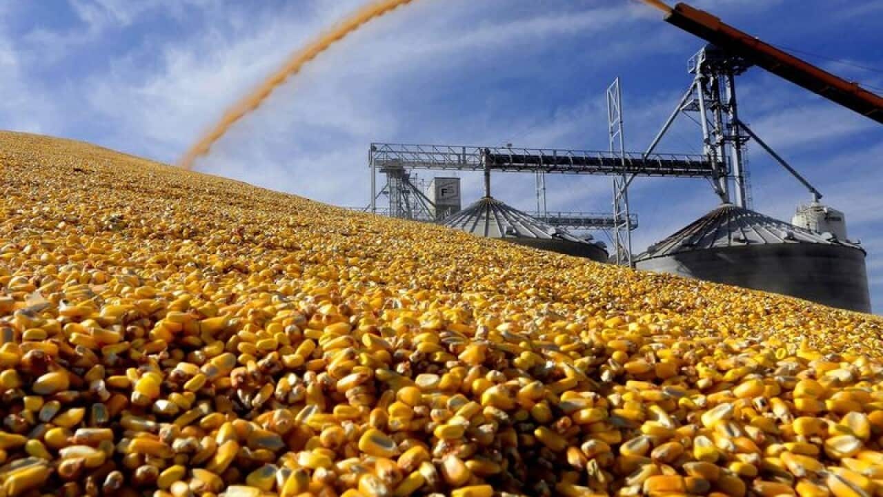 Farmers harvesting corn in Virginia, US.