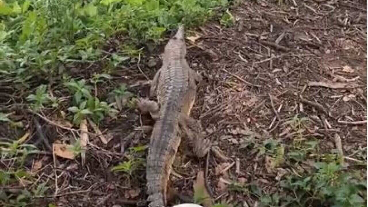‘Croc Country’: This snappy customer wandered into a Townsville petrol station