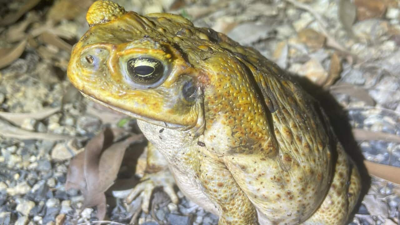 Cane toad image by Dr Judy Dunlop.jpg