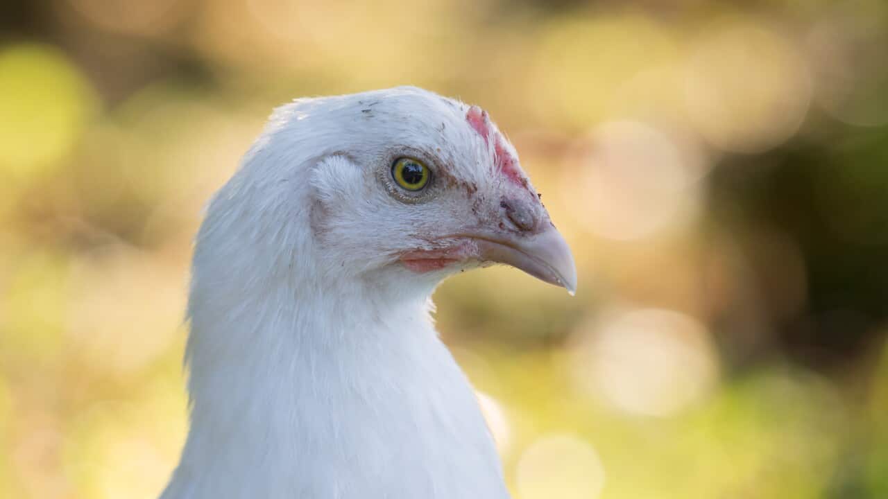 Why is this chicken so expensive? SBS Plat du Tour
