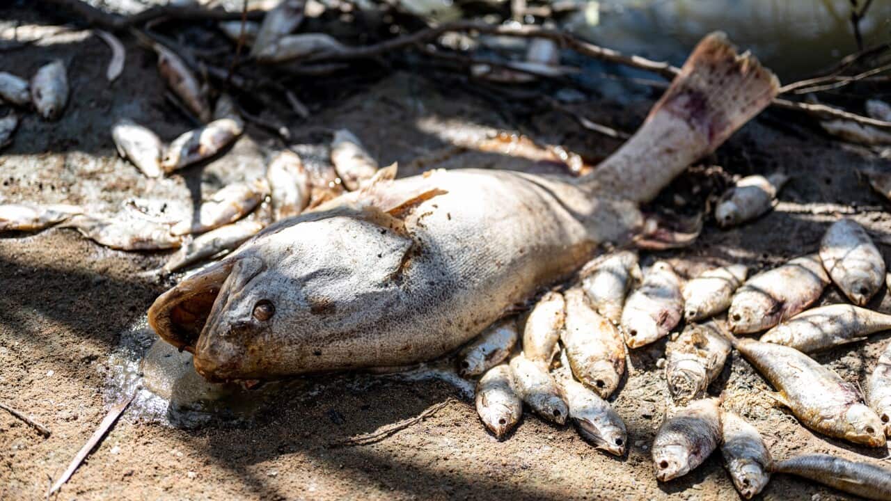 NSW MENINDEE MASS FISH KILLS