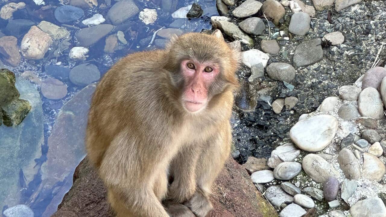LAUNCESTON MACAQUE TROOP FUTURE