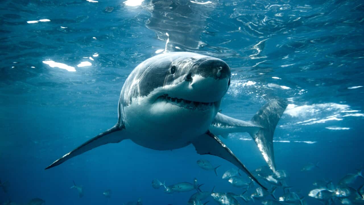 A great white shark turns below the ocean's surface.