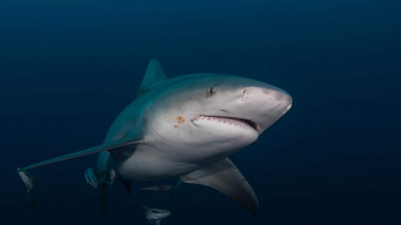 Bull Shark swims in gloomy conditions offshore Jupiter, Florida