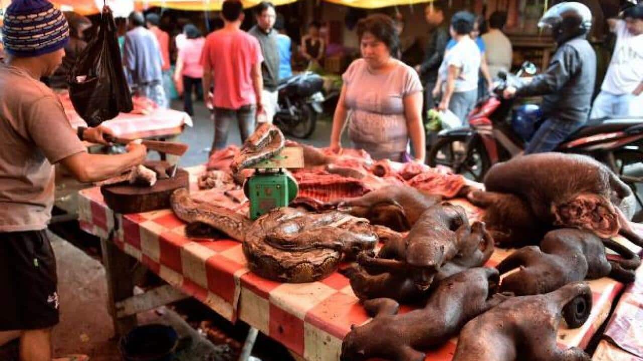 Wild animals sold at Tomohon market