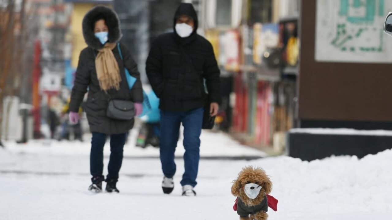 A pet dog wearing face mask walks with owner on snow amid novel coronavirus outbreak in China.