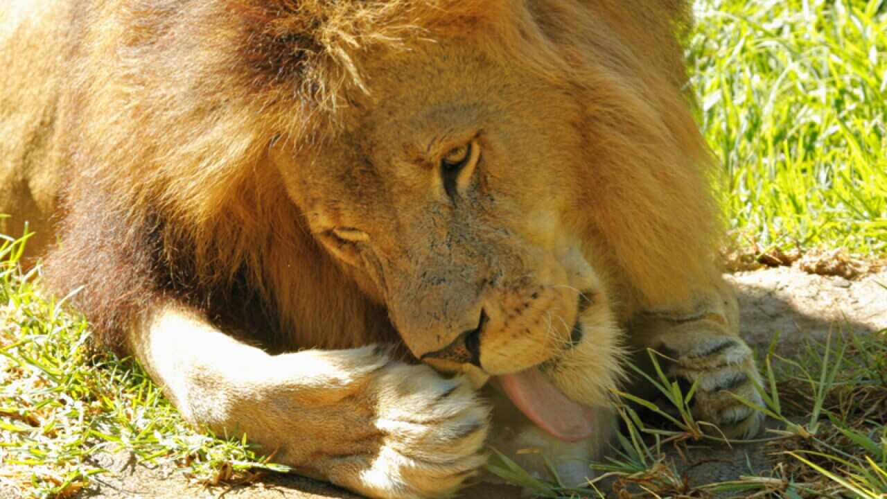 A lion enjoying a giant icy-pole at Perth Zoo