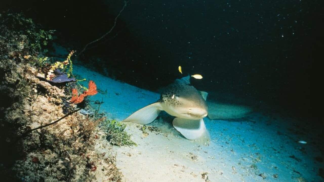Shark, Squaliformes. Great Barrier Reef.
