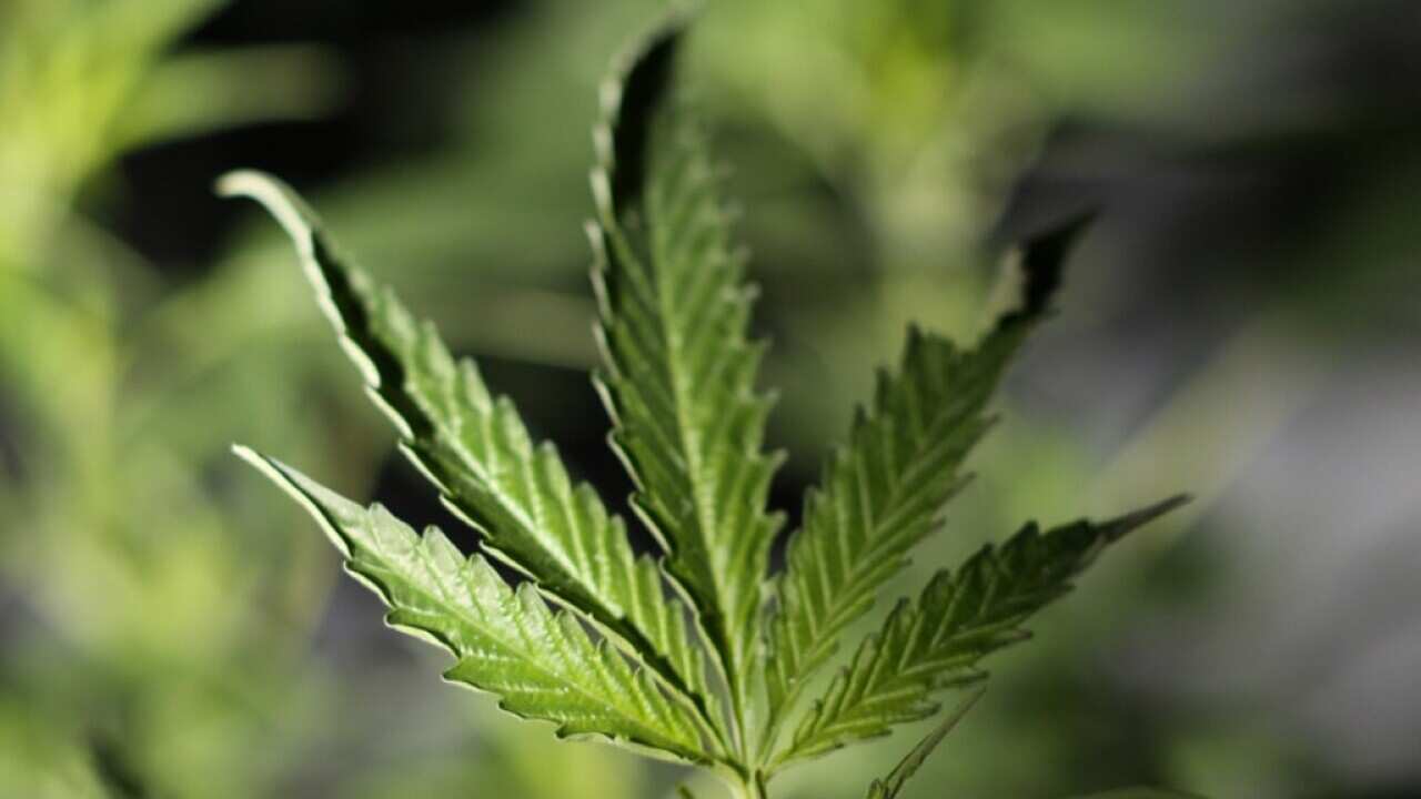 Should marijuana be legalised?