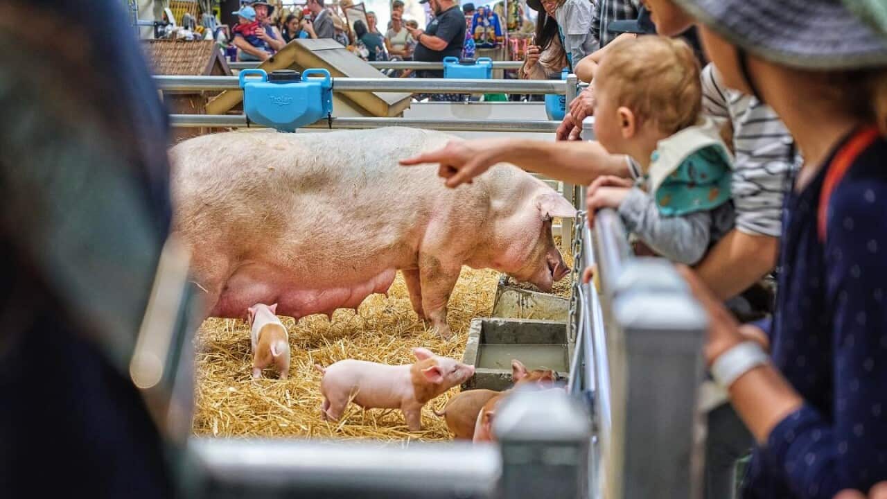 Perth Royal Show 2025.jpg
