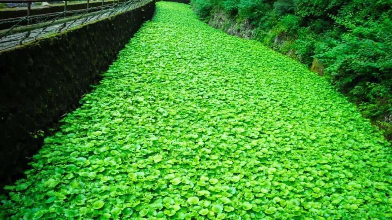 Image for read more article 'Justine heads to the home of wasabi'
