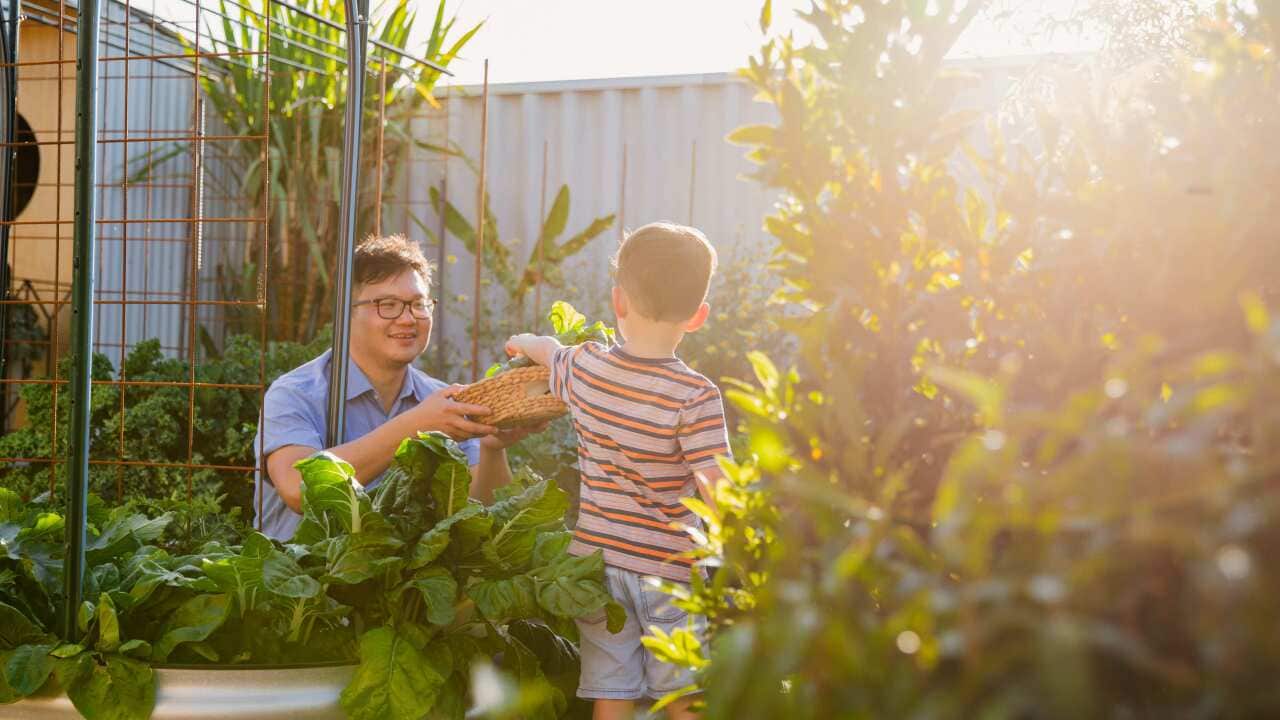 Father and son bonding in their garden and tending to their vegetable patch together.jpg