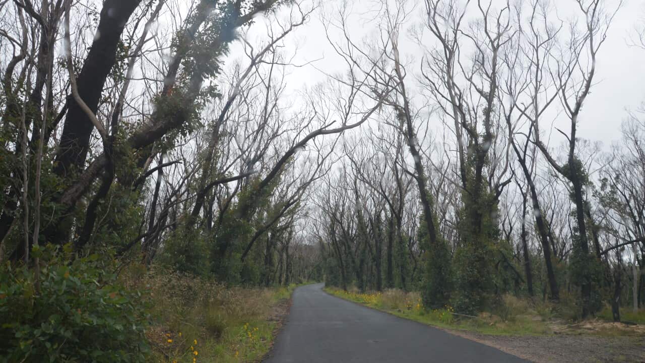 Blue Mountains Bushfires one year later