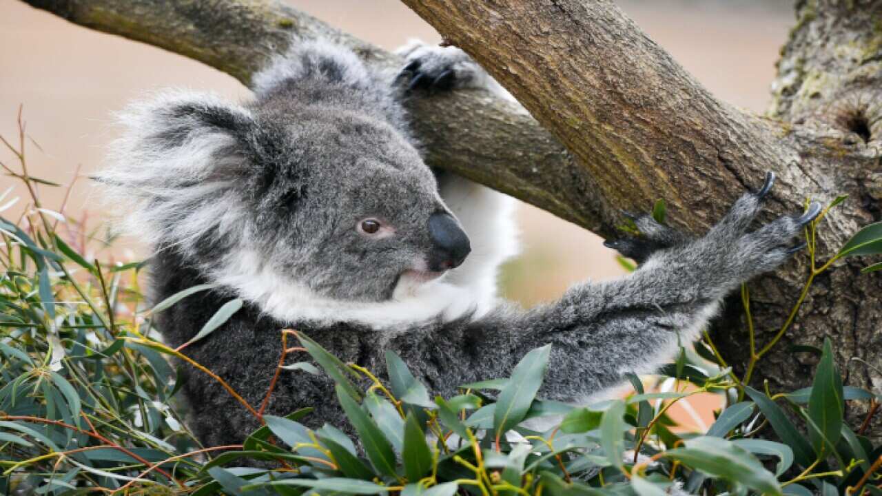 koala