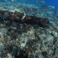 Aan Boord: Sloepie en de Zeewijk