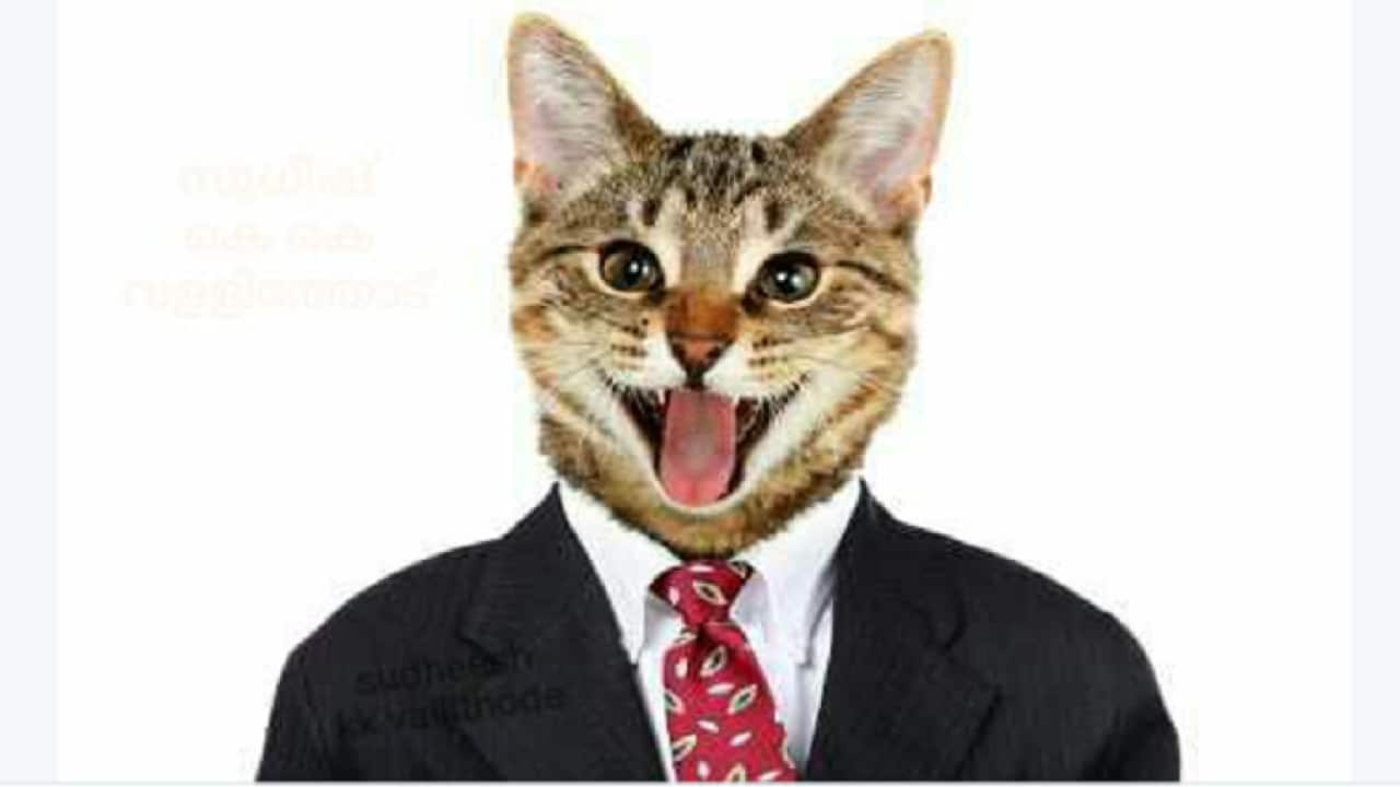 Funny cat