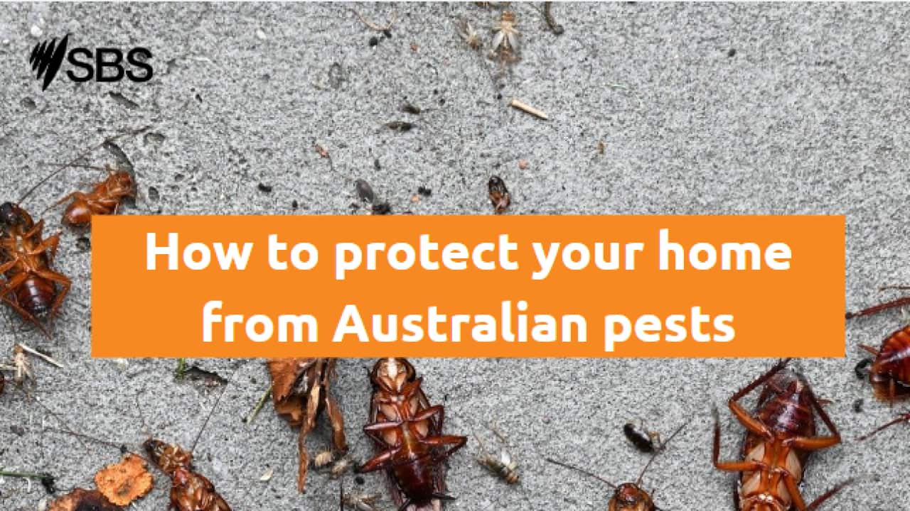 PESTS Photo.png