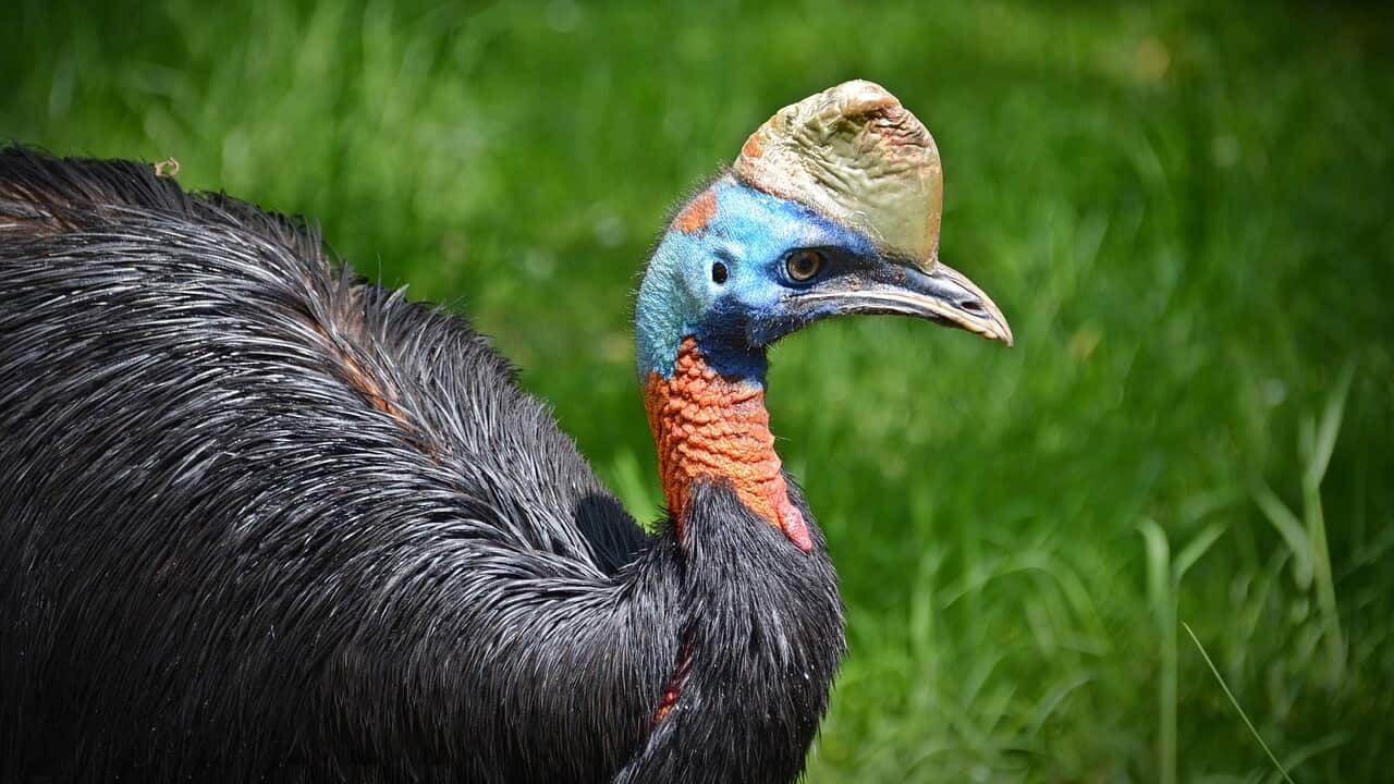 cassowary