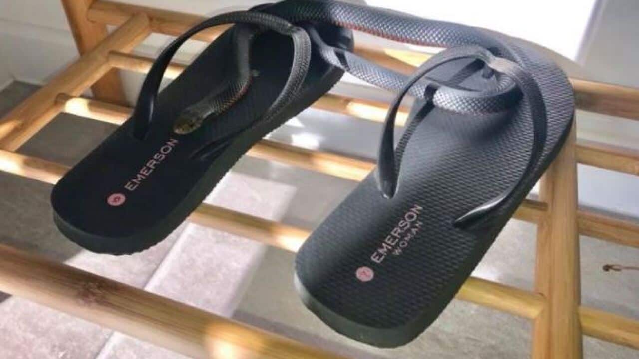 snake hided in a pairs of thongs.