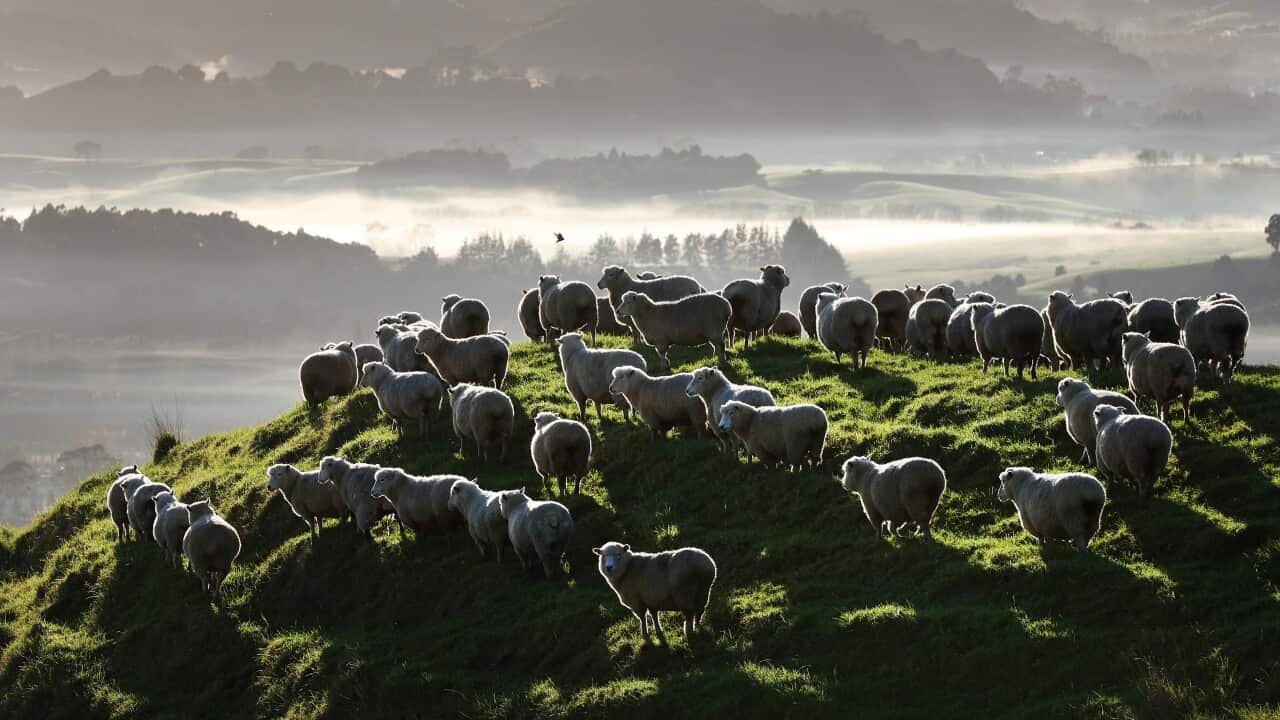 New Zealand's Sheep-to-person Ratio Falls For First Time In 170 Years