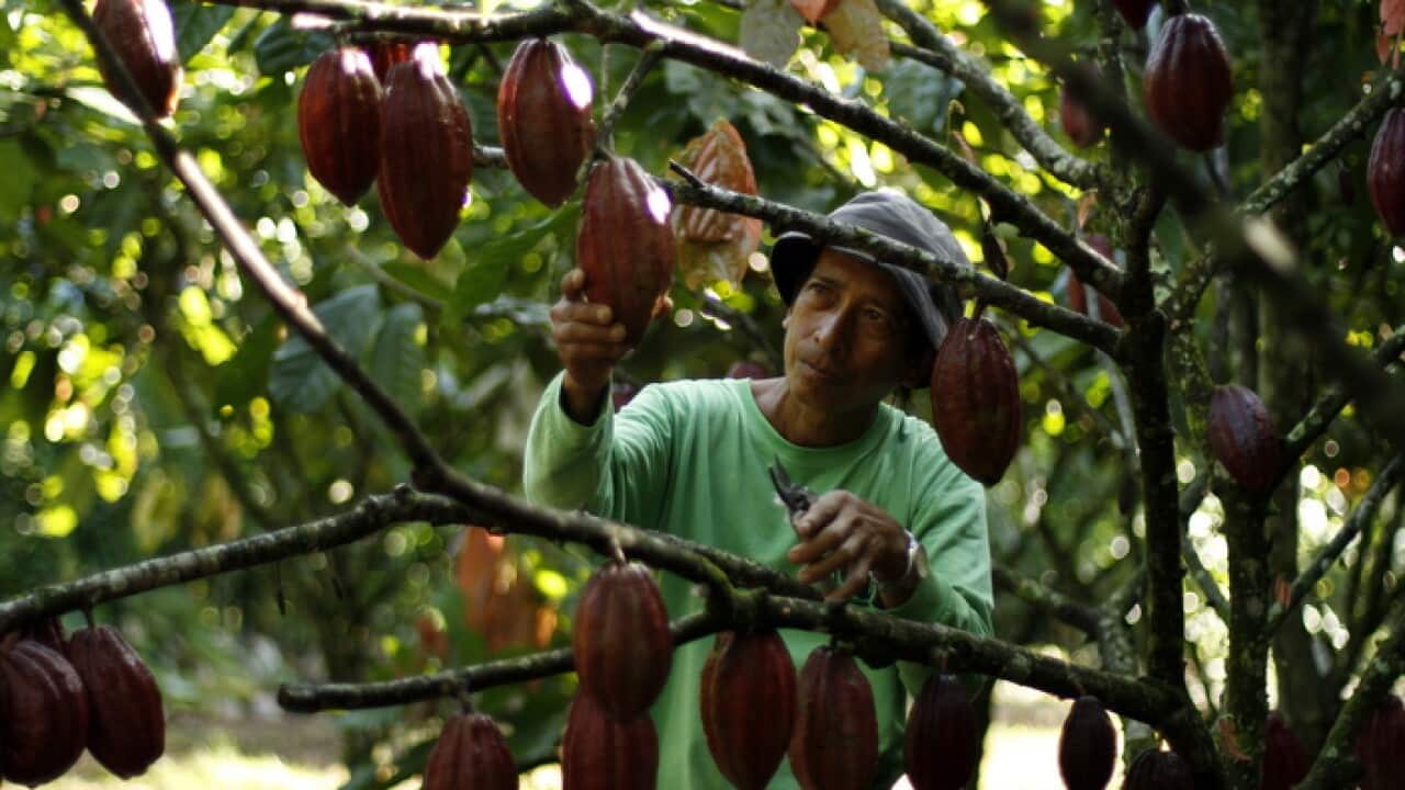 可可樹或滅絕朱古力將從此消失| SBS Chinese