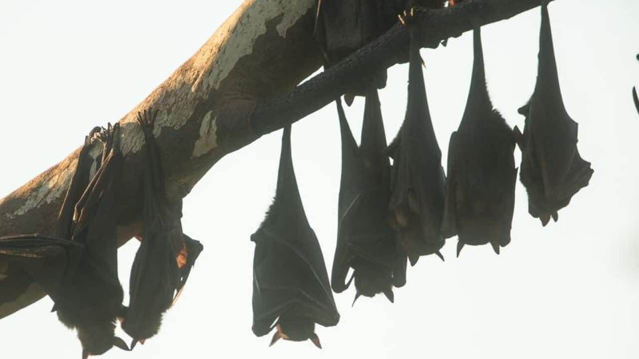 More than 500 flying foxes died in Sydney's heatwave over the weekend.
