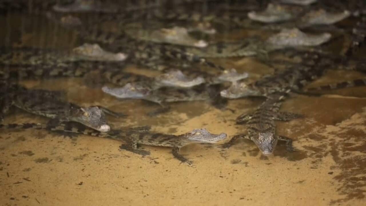 Young Siamese crocodiles released into a river in Cambodia AP.jpg