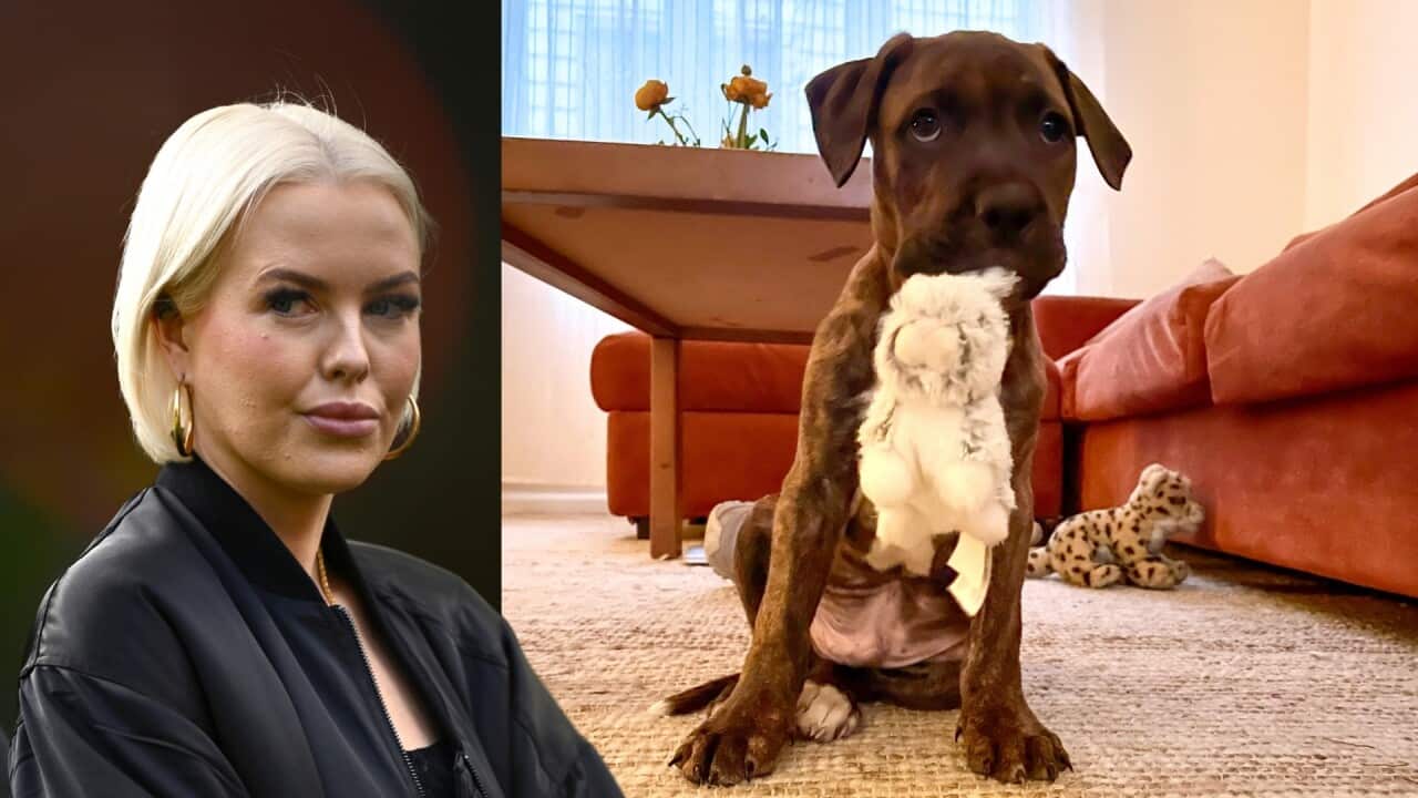 A composite image. Left - a blonde woman wearing a black jacket. Right - a brown puppy sitting in a carpeted living room with a white toy in its mouth.
