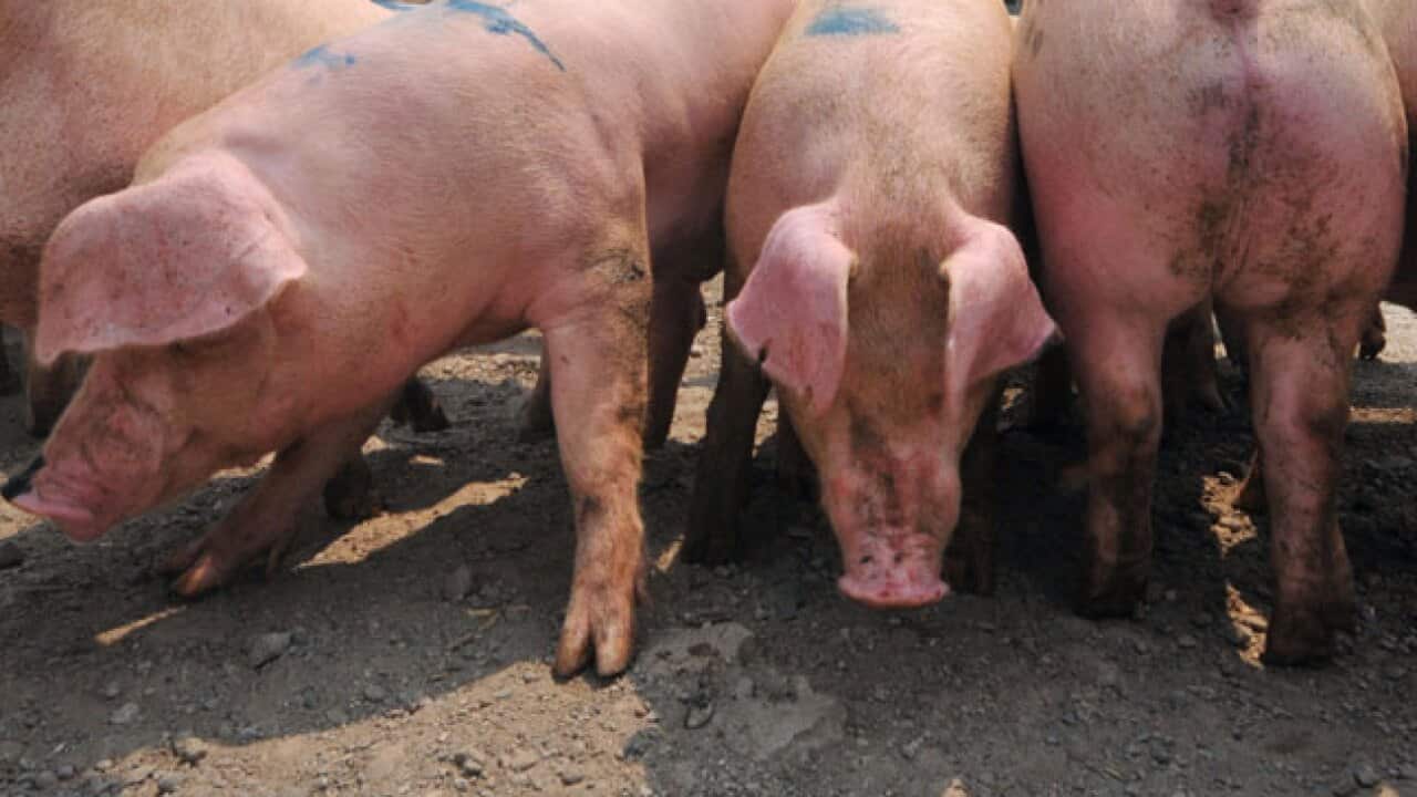 pigs_0808_getty_b_970330921