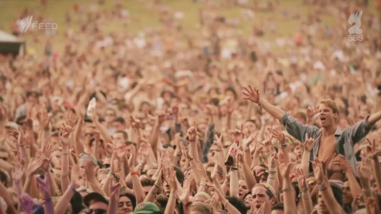 What in the what with pill testing at music festivals SBS The Feed