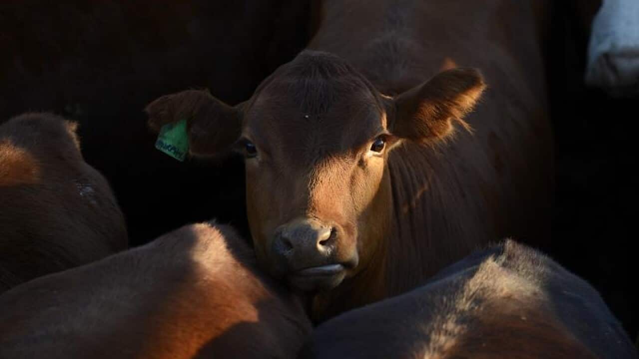 Cattle awaits auctioning at the cattle yards.