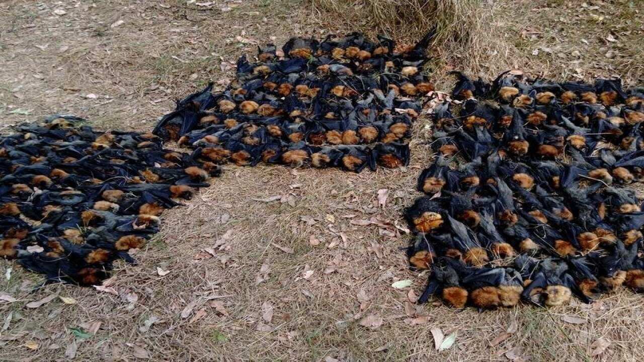 Bei großer Hitze verenden Flughunde