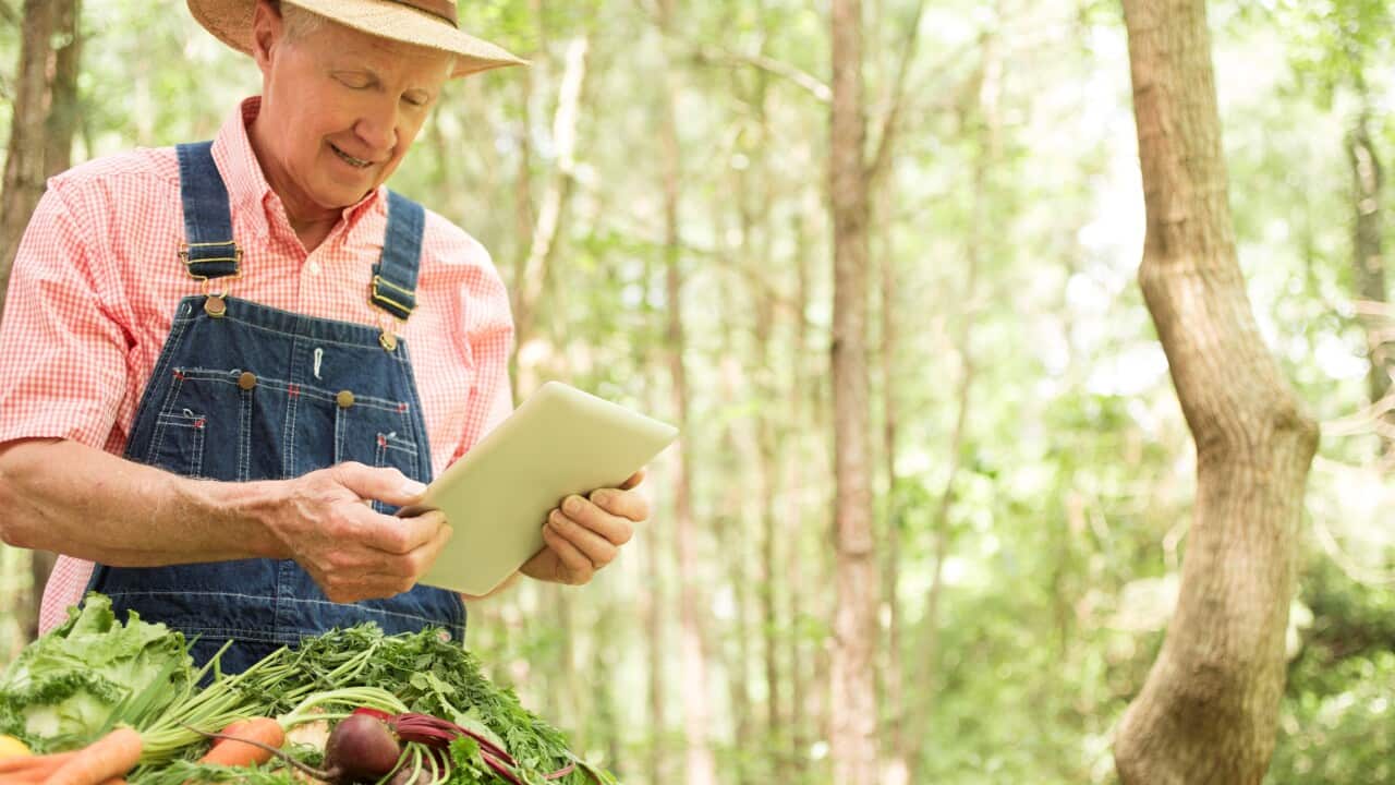 VIVA: Online grandparenting