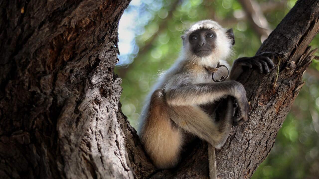 Monkey