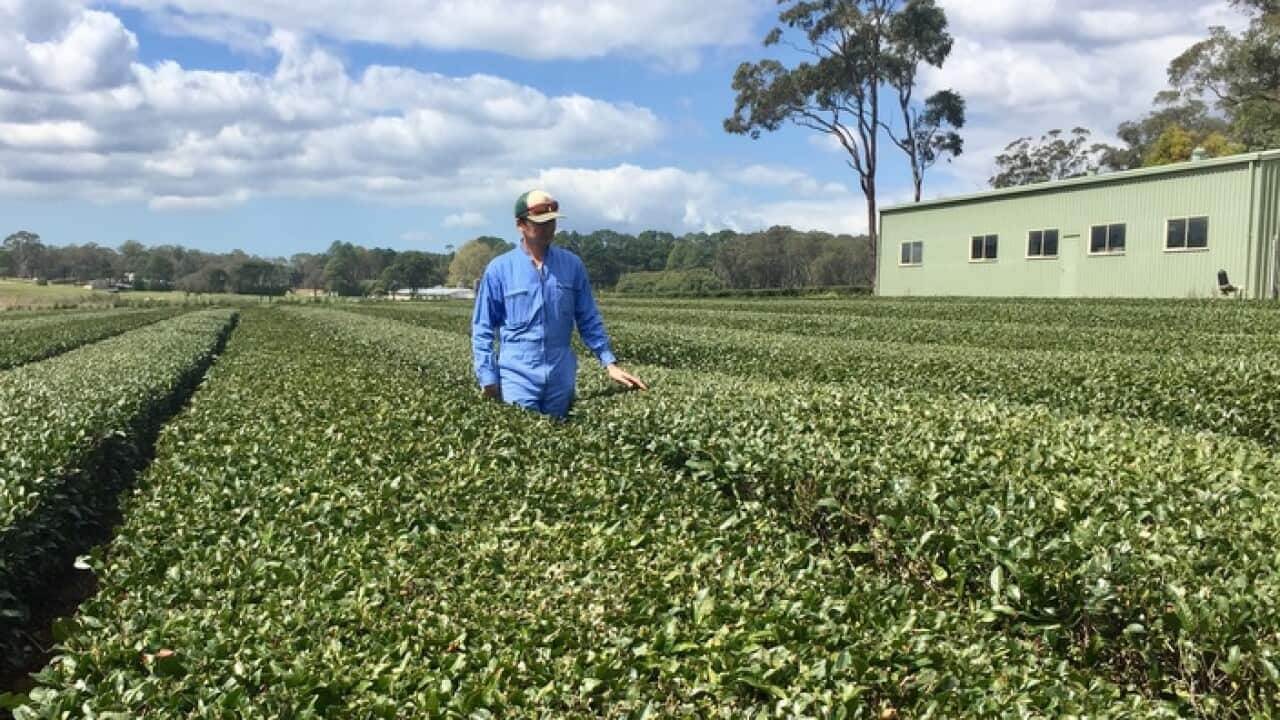 Akio Onozawa at the green tea farm
