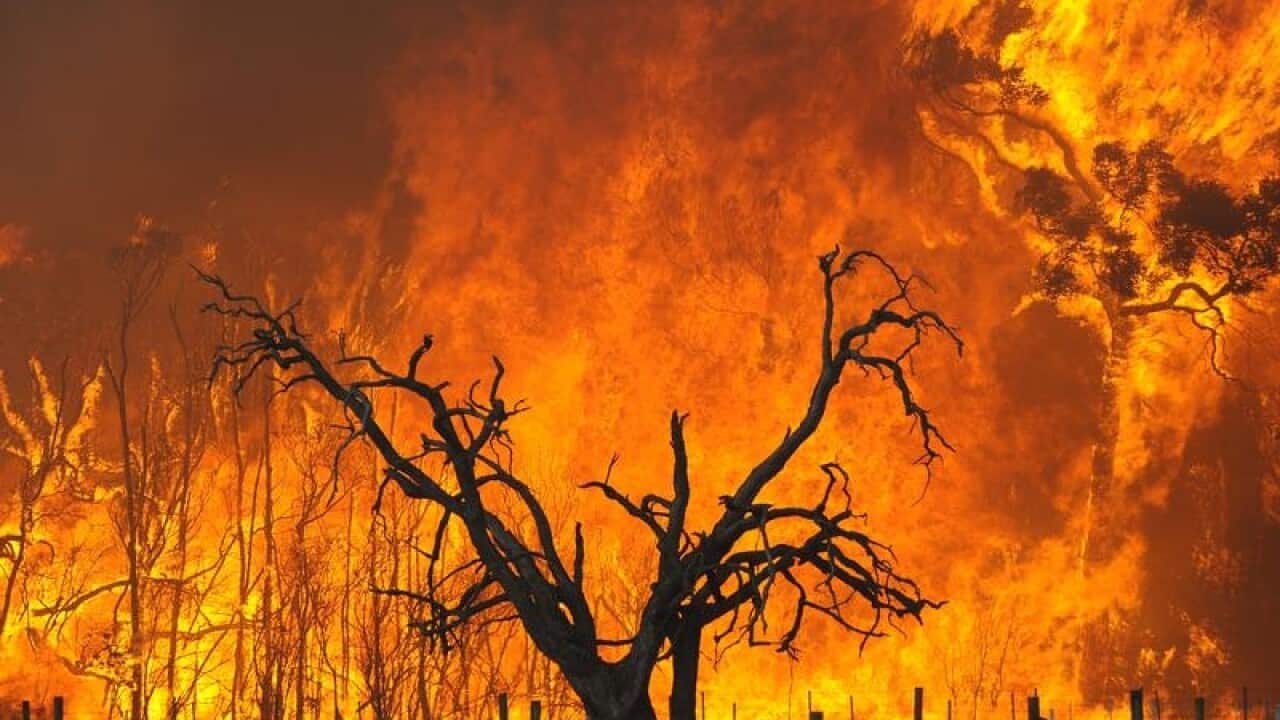 A bushfire burns in the Bunyip State Forest during Black Saturday
