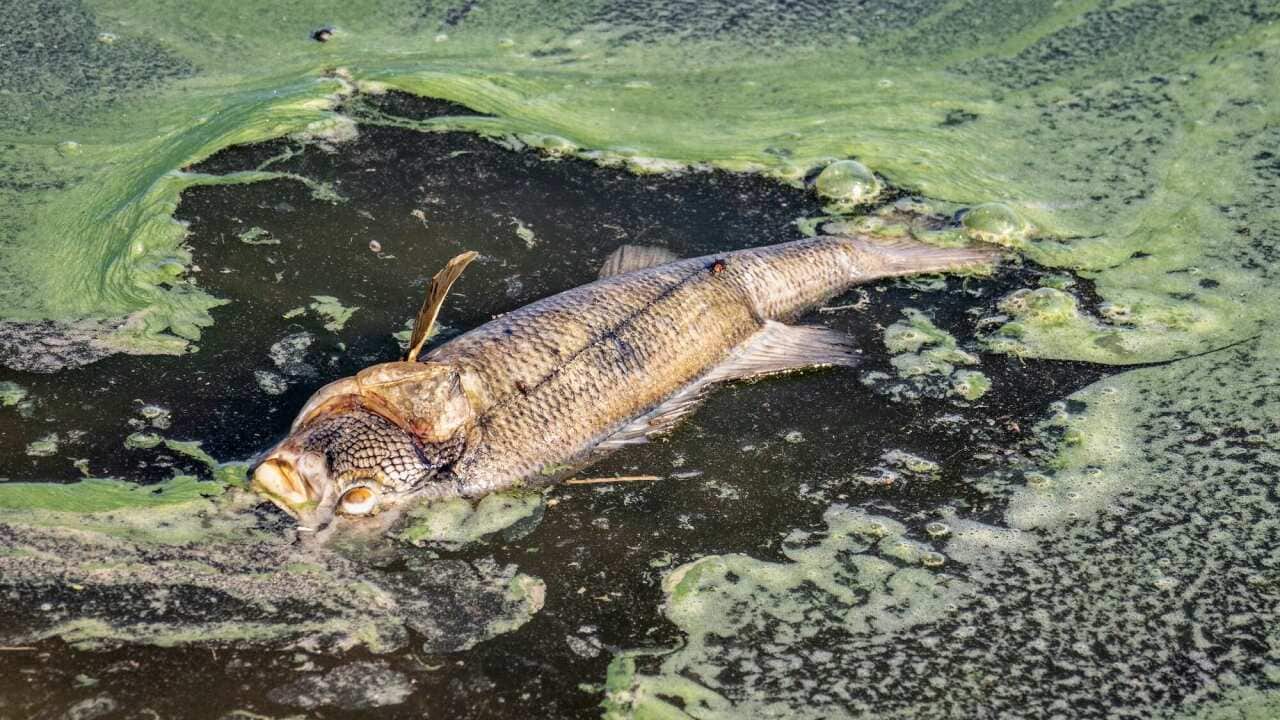 Dead fish on the shore of the reservoir, largemouth bass (Micropterus salmoides)