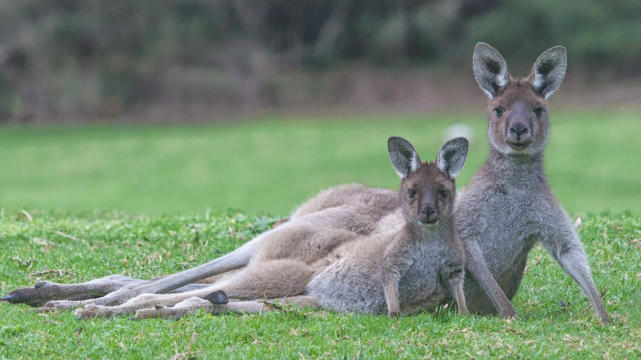 Getty Images/RichardALock