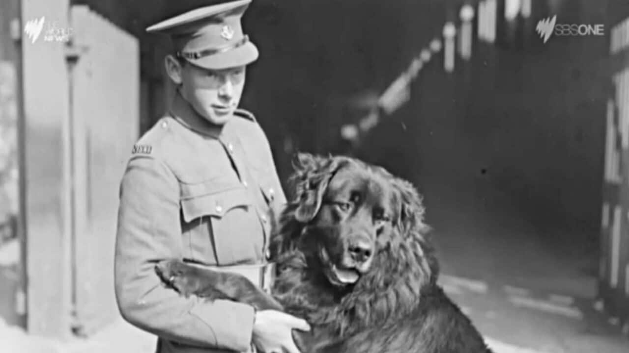 A dog recruited into World War I.