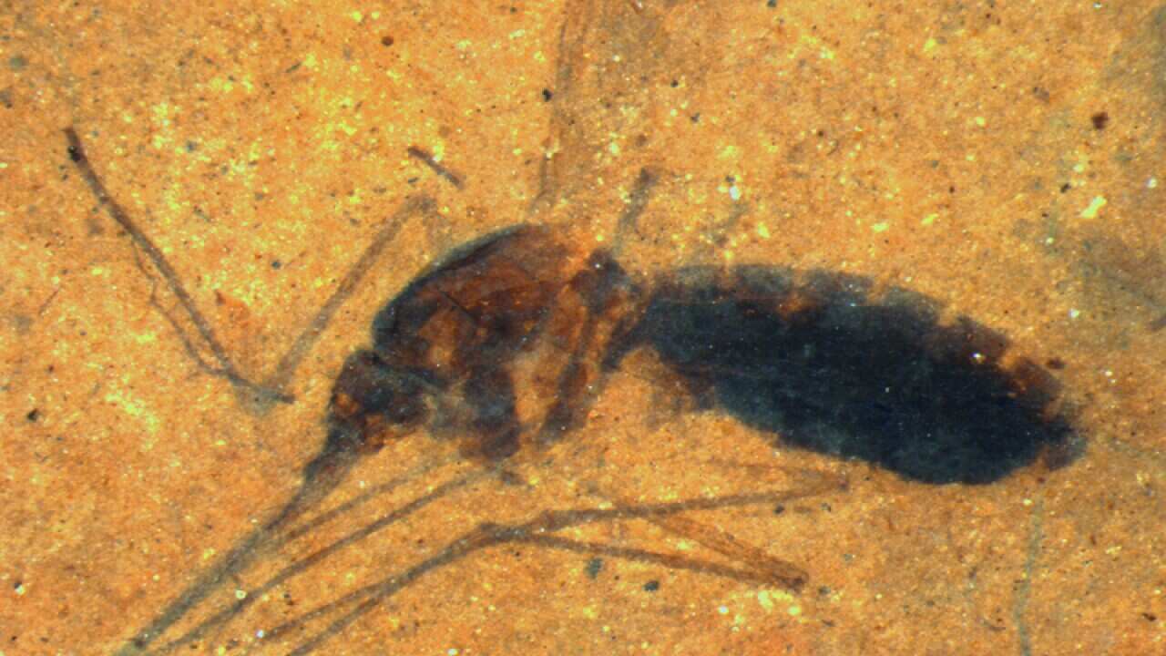 A fossilised female mosquito in a piece of shale