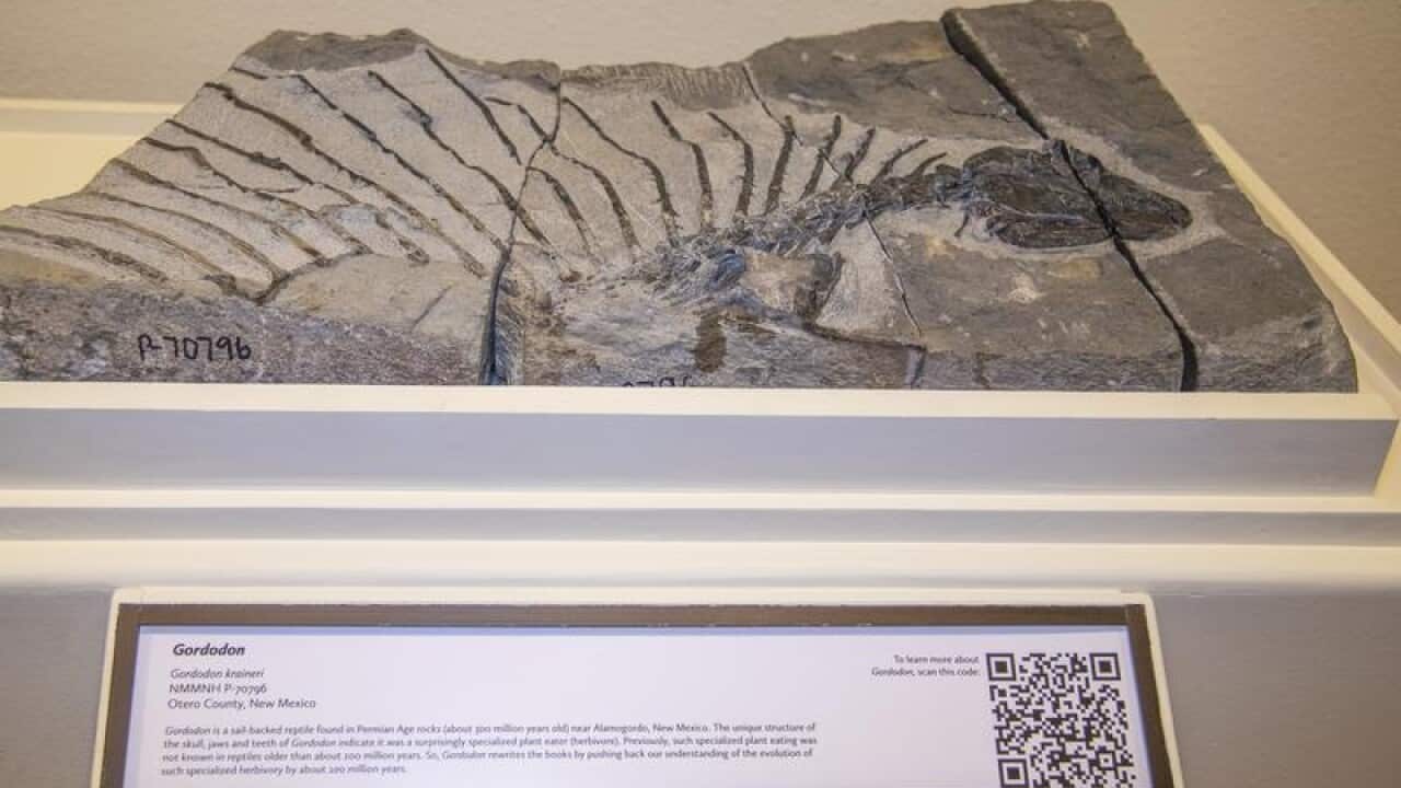 gordodon fossil