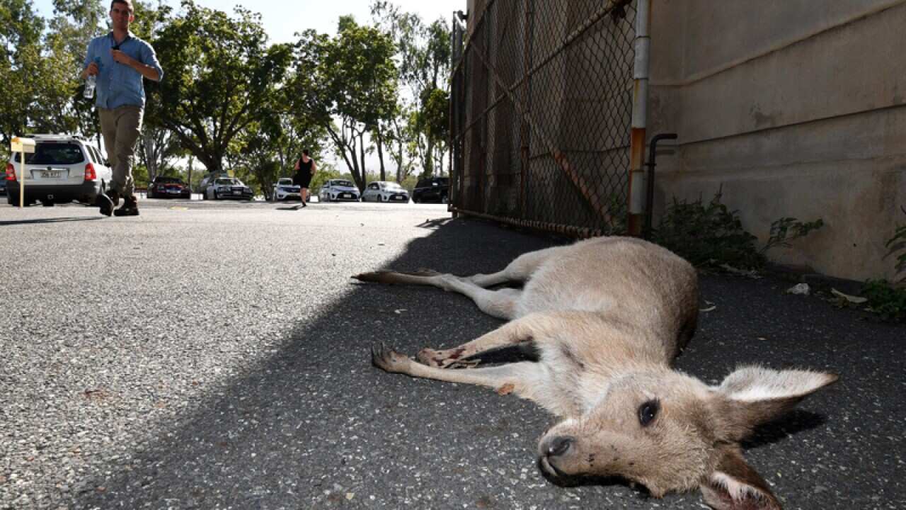 A female kangaroo lies dead in Rockhampton