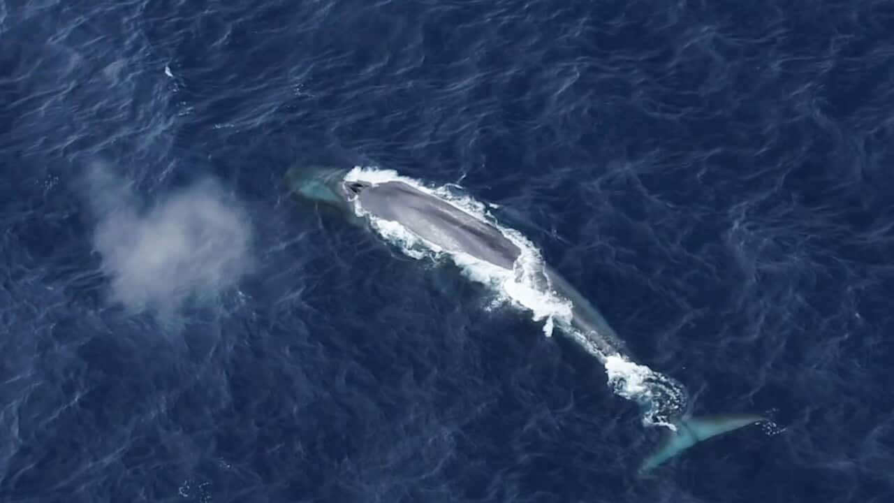 Aerial view of Antarctic blue whale_Australian Antarctic Division.jpg