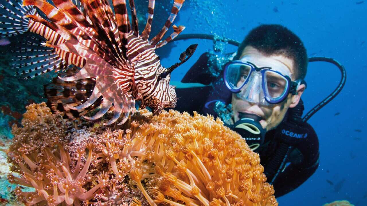 A diver in the Great Barrier Reef