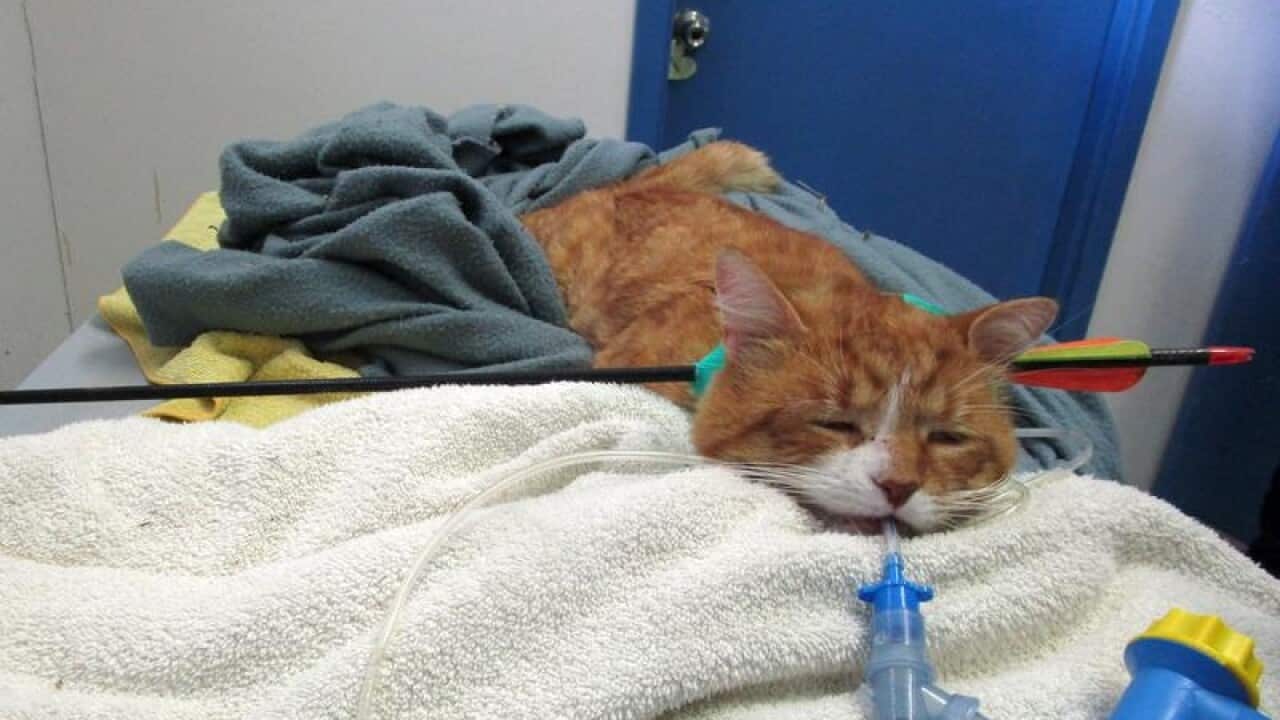 A supplied image of Beau the cat with an arrow in his head.