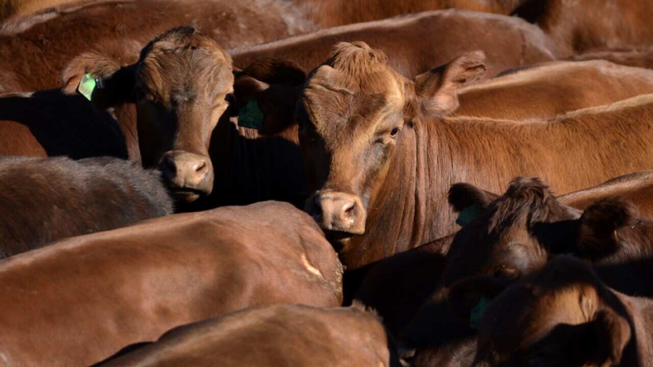 Cattle awaits auctioning